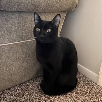 Disby -  Domestic Short Hair Cat for Adoption in Baltimore, Maryland - Disby | PetCurious