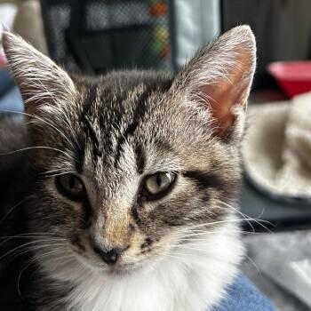 Domestic Medium Hair Cats Available for Adoption in Pleasanton, California - Jojo | PetCurious