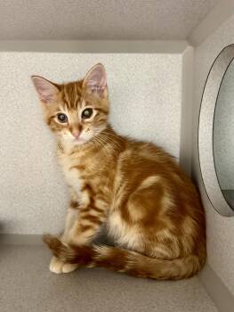-Banjo -  Tabby and Domestic Short Hair Cat for Adoption in Red Bluff, California - -Banjo | PetCurious