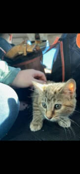 Rescue Domestic Medium Hair Cats for Adoption in Panama City, Florida - Ash Rain | PetCurious