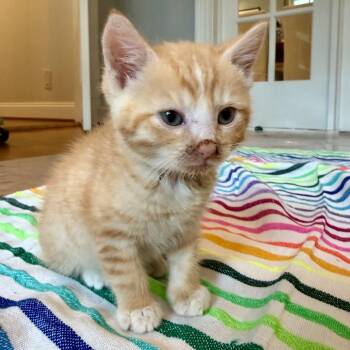 Malcolm -  Domestic Short Hair Cat for Adoption in Potomac, Maryland - Malcolm | PetCurious