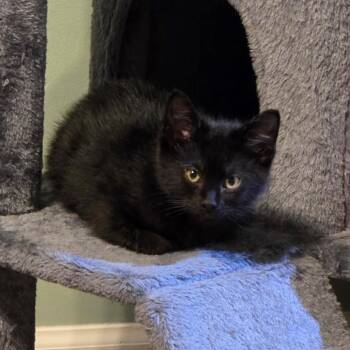 Domestic Short Hair Cats Available for Adoption in Normal, Illinois - Buzz | PetCurious