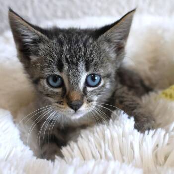 Spark -  Domestic Short Hair Cat for Adoption in Chaska, Minnesota - Spark | PetCurious