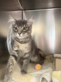 ELIO -  Domestic Short Hair Cat for Adoption in San Jose, California - ELIO | PetCurious