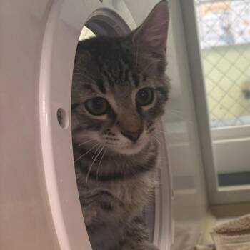 King -  Domestic Short Hair Cat for Adoption in East Hanover, New Jersey - King | PetCurious
