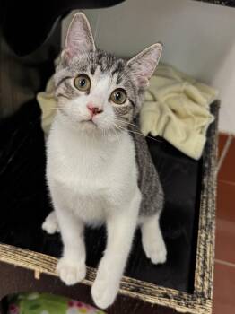 Fritter -  Domestic Short Hair Cat for Adoption in Battle Creek, Michigan - Fritter | PetCurious