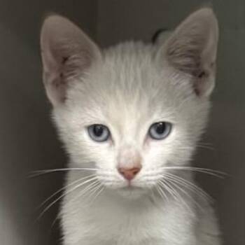 Watson -  Siamese and Domestic Short Hair Cat for Adoption in San Antonio, Texas - Watson | PetCurious