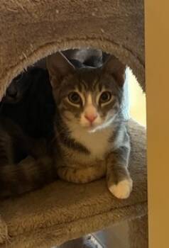 Rescue Domestic Short Hair Cats for Adoption in Stafford, Virginia - Johnnie 5 | PetCurious