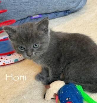 Honi -  Domestic Short Hair Cat for Adoption in Hamilton, Ohio - Honi | PetCurious