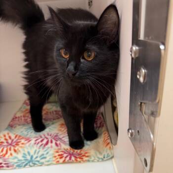 Domestic Medium Hair Cats Available for Adoption in Salt Lake City, Utah - Elektra | PetCurious