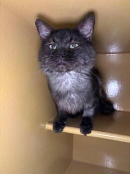 Vhagar -  Domestic Medium Hair Cat for Adoption in Fort Collins, Colorado - Vhagar | PetCurious