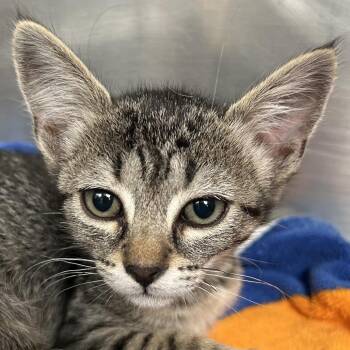 Millie -  Domestic Short Hair Cat for Adoption in Ojai, California - Millie | PetCurious