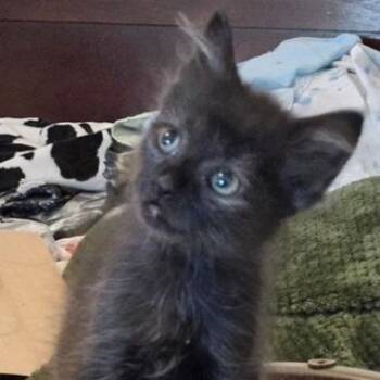 Rescue Domestic Short Hair Cats for Adoption in Ocean Isle Beach, North Carolina - Cole | PetCurious