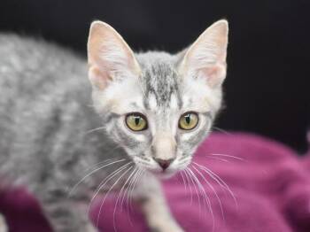 Splitzee -  Domestic Short Hair Cat for Adoption in Portland, Oregon - Splitzee | PetCurious