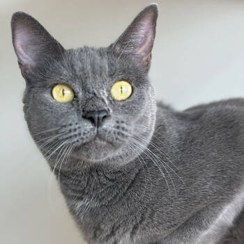 Rescue Domestic Short Hair Cats for Adoption in Port Washington, New York - Tasha | PetCurious