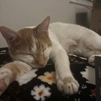 Chester -  American Shorthair and Tabby Cat for Adoption in Liverpool, Texas - Chester | PetCurious
