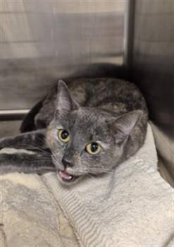 Domestic Short Hair Cats Available for Adoption in Hagerstown, Maryland - JUJUBEE | PetCurious