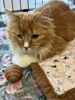 Domestic Short Hair Cats Available for Adoption - Benjamin Button | PetCurious
