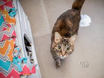 MICHIGAN -  Domestic Short Hair Cat for Adoption in Omaha, Nebraska - MICHIGAN | PetCurious