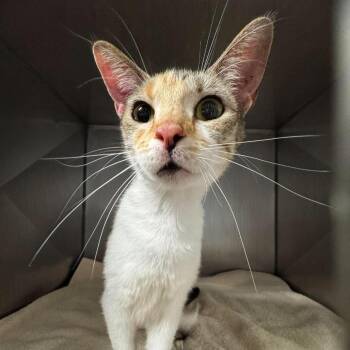 Domestic Short Hair Cats Available for Adoption in Edwardsville, Illinois - Smoothie | PetCurious