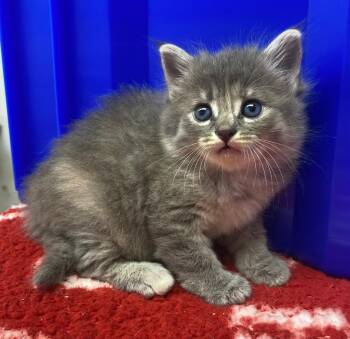 Domestic Short Hair Cats Available for Adoption in Lockhart, Texas - Elena | PetCurious