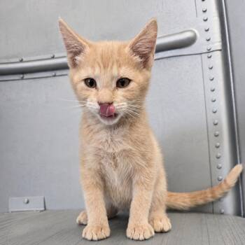 Buick -  Domestic Short Hair Cat for Adoption in Wickenburg, Arizona - Buick | PetCurious