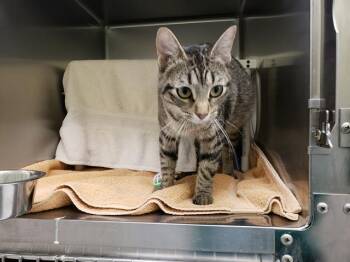 Domestic Short Hair Cats Available for Adoption in Omaha, Nebraska - SPOON | PetCurious