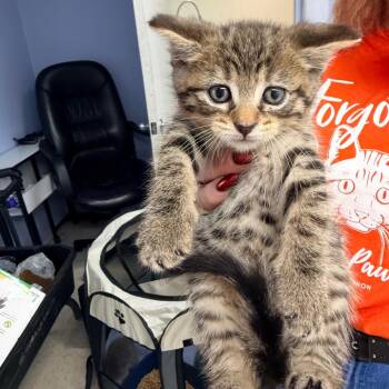 Siberian and British Shorthair Cats Available for Adoption in Mount Vernon, Illinois - Zebra Stripe | PetCurious