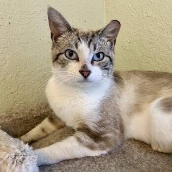 Siamese Cats Available for Adoption in Knoxville, Tennessee - Henry | PetCurious