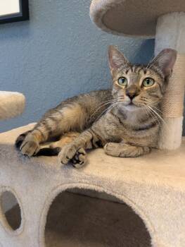 Chili -  Domestic Short Hair Cat for Adoption in Palm Harbor, Florida - Chili | PetCurious