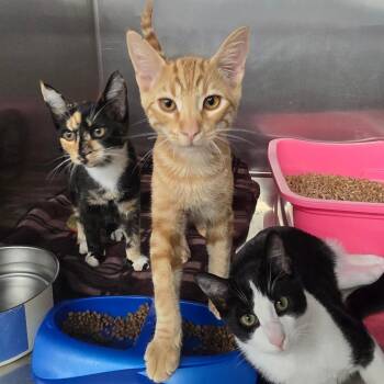 Flax -  Domestic Short Hair Cat for Adoption in Spokane, Washington - Flax | PetCurious