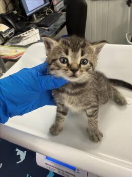 *RED -  Domestic Short Hair Cat for Adoption in Woodland, California - *RED | PetCurious