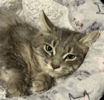 Domestic Long Hair and Tabby Cats Available for Adoption - Corduroy Beary | PetCurious