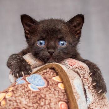 Dami From Dreamcatcher -  Domestic Short Hair Cat for Adoption in Hattiesburg, Mississippi - Dami From Dreamcatcher | PetCurious