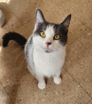 Rescue Domestic Short Hair Cats for Adoption in Mansfield, Connecticut - Brooklyn | PetCurious