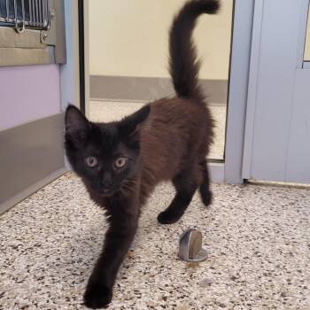 November -  Domestic Medium Hair Cat for Adoption in Madisonville, Tennessee - November | PetCurious