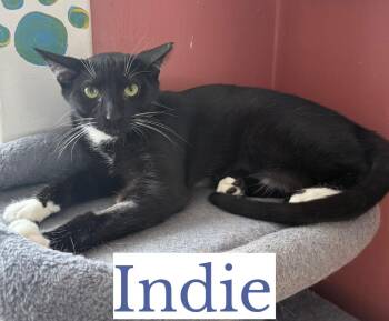 Domestic Short Hair Cats Available for Adoption in Berkeley Springs, West Virginia - Indie | PetCurious