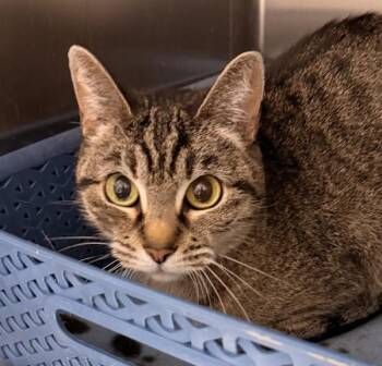 Domestic Short Hair Cats Available for Adoption in Golden, Colorado - Requiem | PetCurious