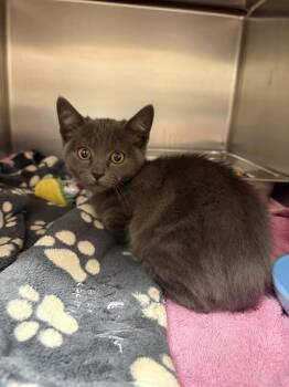 Toothless -  Domestic Short Hair Cat for Adoption in Black Eagle, Montana - Toothless | PetCurious