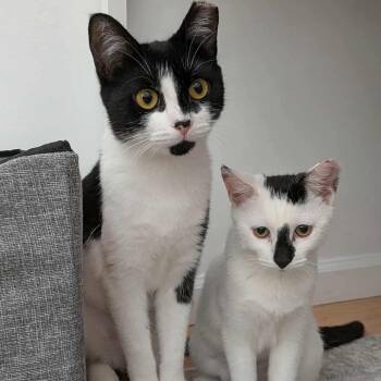 Daisy & Lily - Mother Daughter Duo -  Domestic Short Hair Cat Available for Adoption - Daisy & Lily - Mother Daughter Duo | PetCurious