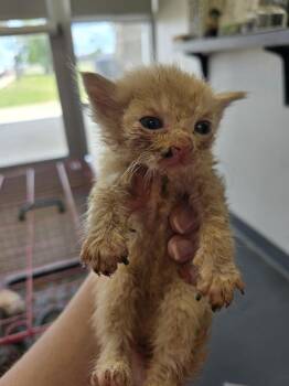 Xenon -  Domestic Short Hair Cat for Adoption in Evansville, Indiana - Xenon | PetCurious