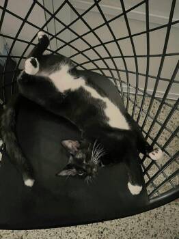 Domestic Short Hair Cats Available for Adoption in New York, New York - ROCCO | PetCurious