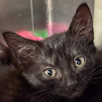Sienna -  Domestic Short Hair Cat for Adoption in Kennebunk, Maine - Sienna | PetCurious