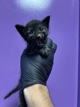 61184221 -  Domestic Short Hair Cat for Adoption in El Paso, Texas - 61184221 | PetCurious