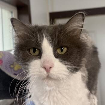 Frankie -  Domestic Long Hair Cat for Adoption in Auburn, Nebraska - Frankie | PetCurious