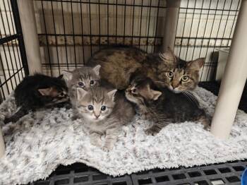 Domestic Long Hair Cats Available for Adoption in West Palm Beach, Florida - Pebbles | PetCurious