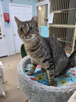 Domestic Short Hair Cats Available for Adoption in Rochester, New Hampshire - Allie AND Prince | PetCurious
