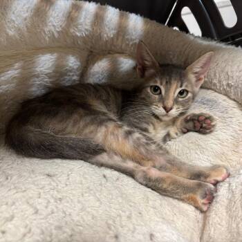 Kay -  Domestic Short Hair Cat for Adoption in Port Richey, Florida - Kay | PetCurious