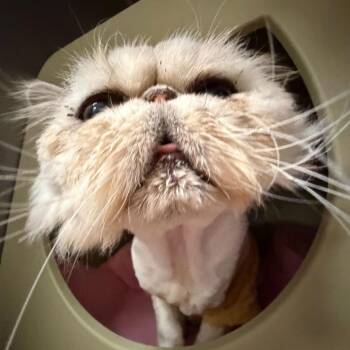 Persian Cats Available for Adoption in Titusville, Florida - Augustus | PetCurious