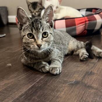 Cecily -  Domestic Short Hair Cat for Adoption in Chaska, Minnesota - Cecily | PetCurious